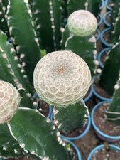 RarePiante Succulente