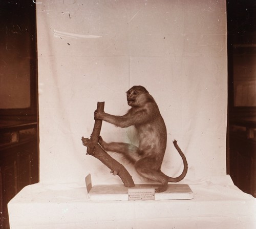 Cercopithecus animale - cercopithecus,