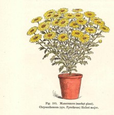 Stampa antica FIORI IN VASO MARGHERITE GIALLE botanica 1896 Antique print