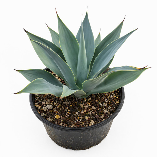 Agave attenuata subsp
