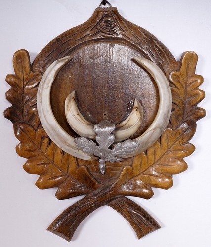 Bellissimi trofeo denti - bellissimi,