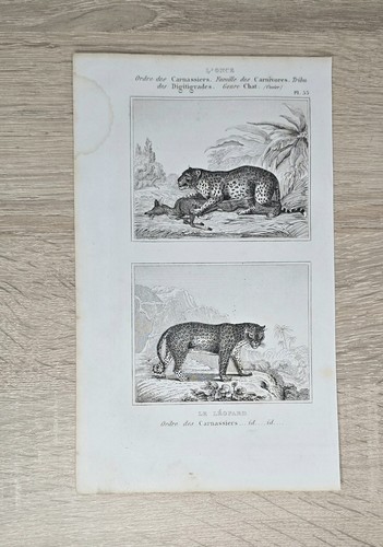 Antica incisione rame 1850 - antica,