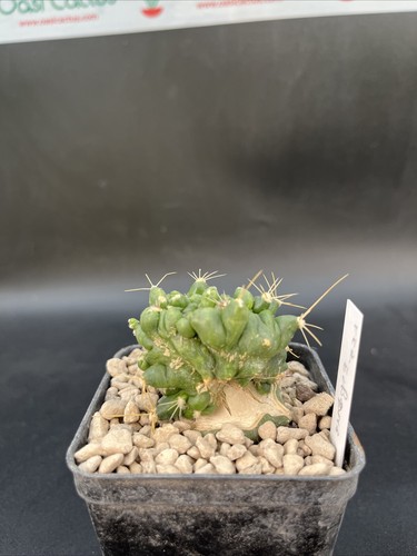 Ferocactus echidne monstrous - echidne,
