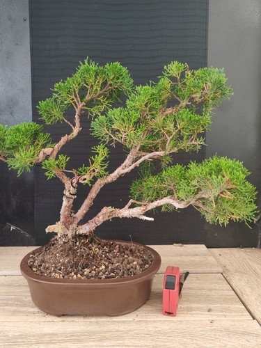 Bonsai ginepro kishu cm - 42,