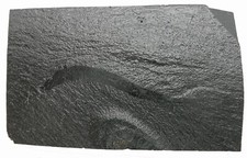 Burgess Shale, Pikaia