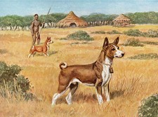 BASENJI CHARMING DOG GREETINGS