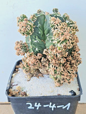 Astrophytum miriostigma Cv