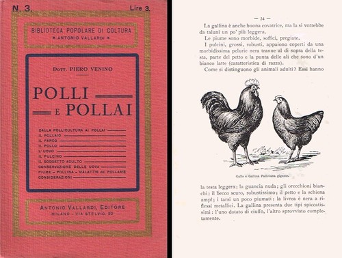 Venino 1933 polli e pollai - venino,