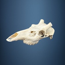 594SKU Teschio di cervo
