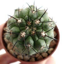 Copiapoa dura x Copiapoa cinerea JSUS3 - Ibrido di Copiapoa | Incrocio di Copiapoa