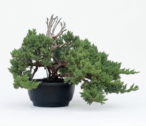 Juniper bonsai shohin - juniper,