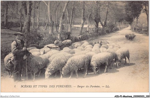 Aidp1 moutons 0066 scene - aidp1-moutons-0066,