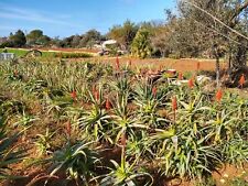50 piccole Talee Aloe Arborescens bio