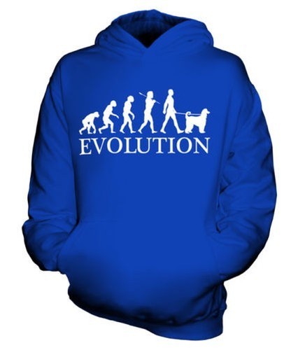 Levriero afgano evolution - evolution, of