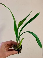 Dracula Raven 'Big Black'