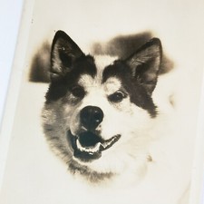 Cartolina Alaskan Malamute