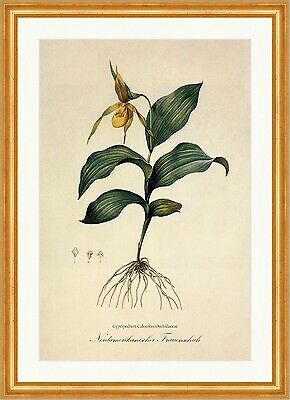 Scarpa donna nordamericana