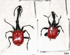 Curculionidae Trachelophorus