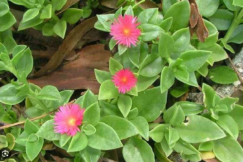 Aptenia cordifolia verde - , fiore