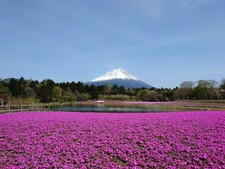Puzzle 500 pezzi Monte Fuji e