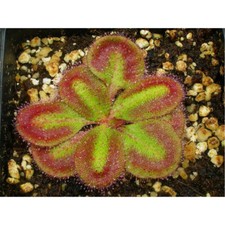 DROSERA ERYTHRORHIZA - 10 SEMI DI PIANTE CARNIVORE