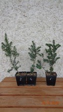 TASSO TAXUS PRE BONSAI N.2