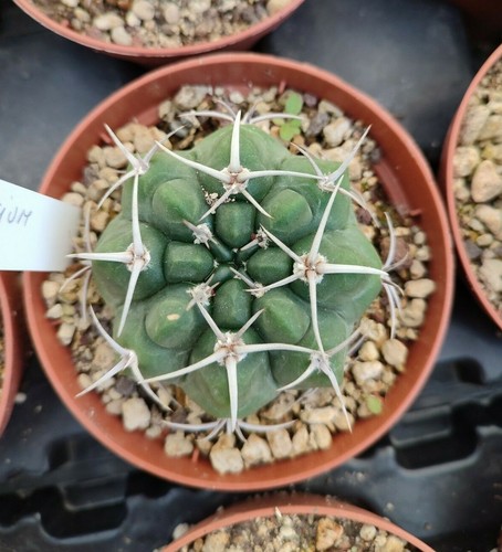 Gymnocalycium bayrianum pot10 - gymnocalycium,