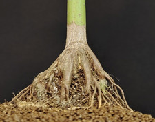 Bonsai Acero Giapponese, Acer