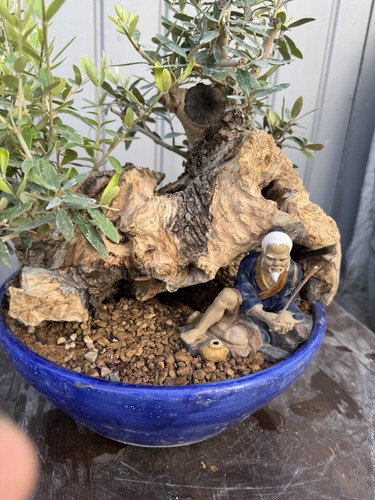 Bonsai olivo finito 30 - bonsai,