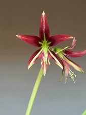 Hippeastrum ESS X