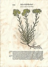 Stampa antica MATTIOLI MATTHIOLI erbario STECADE botanica 1604 Antique print