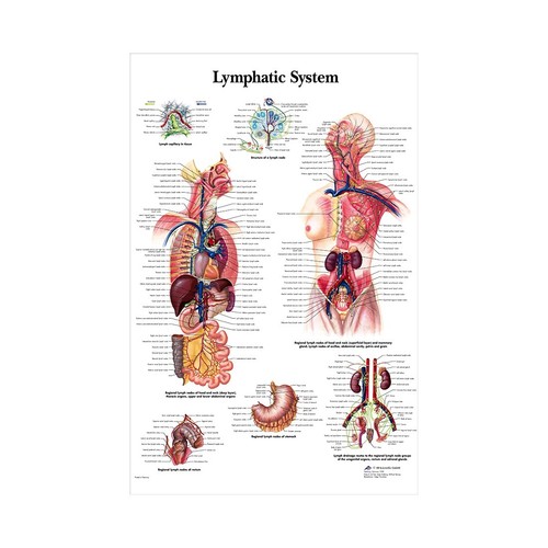 Poster anatomia sistema - il,