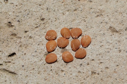 Pomo sodoma solanum - di,