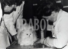 Foto vintage Francia, Persiano