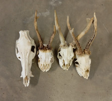 Trofei teschio di cinghiale e caprioli già trattati