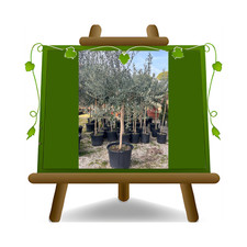 Olivi Moraiolo pianta da