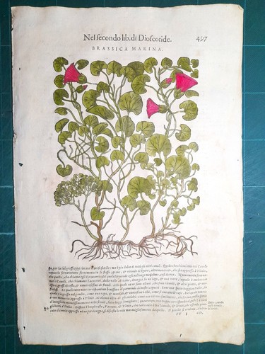 Mattioli matthioli erbario - erbario, a
