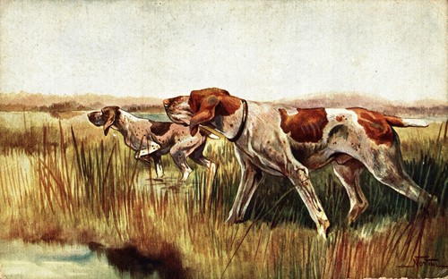 Norfini cane caccia - norfini,