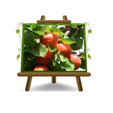 Albicocco Nano - Pianta da