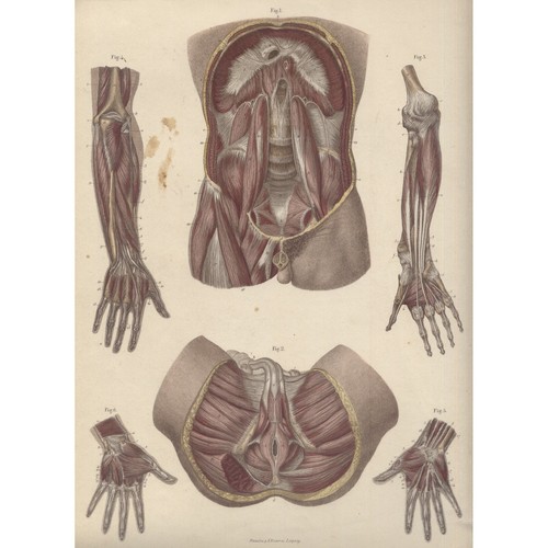 Tavola anatomica anatomia - tavola,