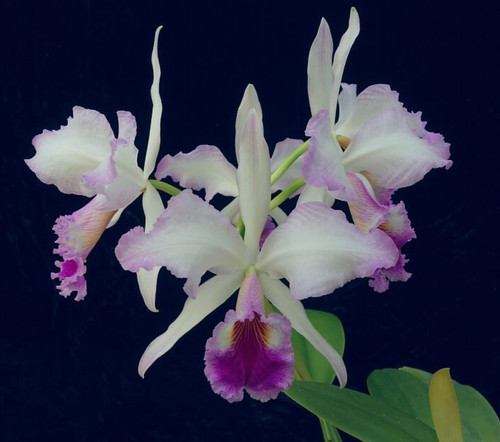 Cattleya jenmanii charlie - cattleya,