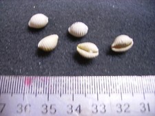 162.17 B - CYPRAEA PEDICULARIS