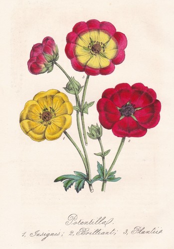 Potentilla insignis brilliant - insignis,