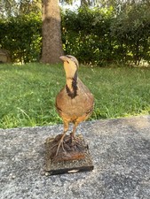 Starna, Uccello imbalsamato