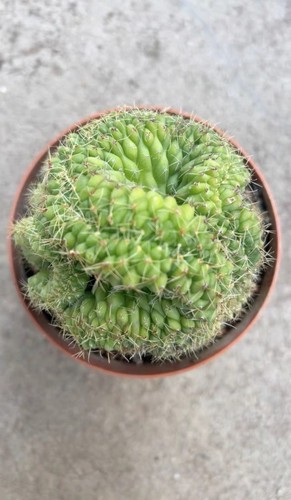 Rara pianta succulenta - pz,