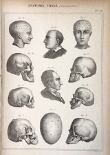 Stampa Antica - Anatomia Umana