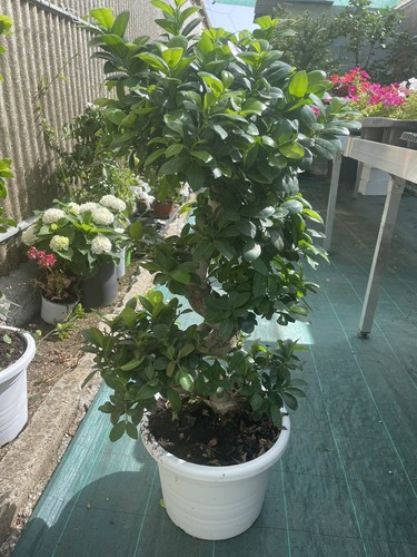 Ficus microcarpa ginseng - ficus,
