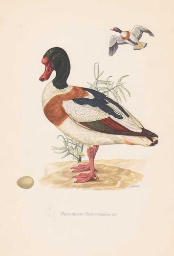 Brandente tadorna stampa - tadorna, a