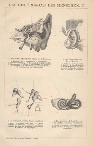 Antica stampa 1898 apparato - stampa,