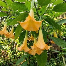 50pcs Datura Seeds |